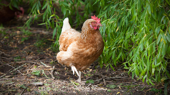 Copy_of_LYCETTE_BIDNA_HOUSE_096