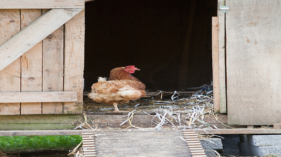 Copy_of_LYCETTE_BIDNA_HOUSE_099