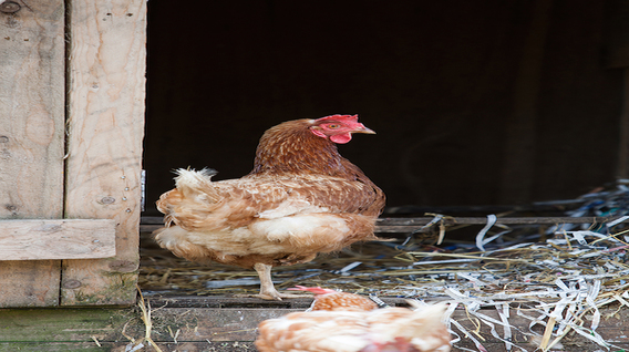 Copy_of_LYCETTE_BIDNA_HOUSE_102